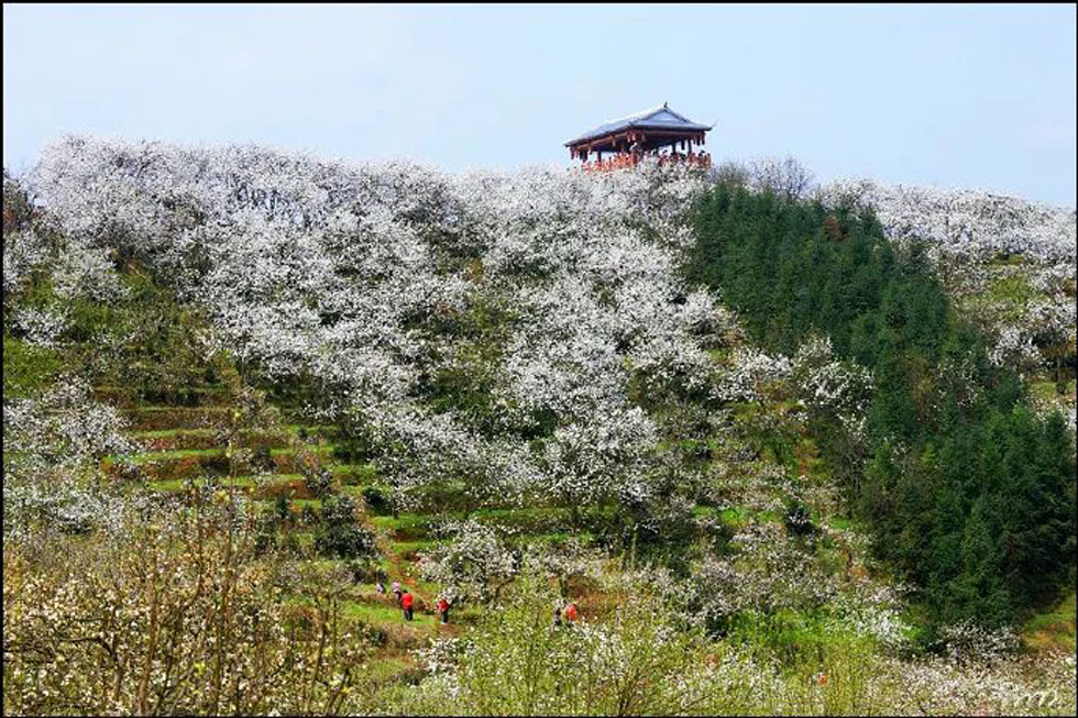 【春天，广西桂林灌阳县向您发出邀请！】我们在灌阳看梨花 - 游山玩水 - 济宁生活社区 - 济宁28生活网 jining.28life.net