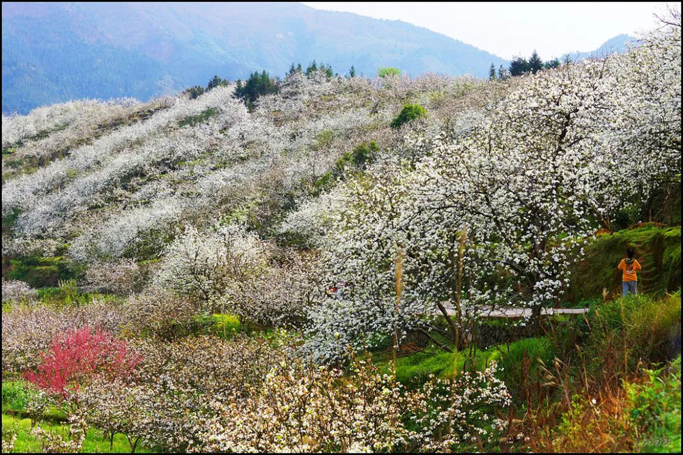 【春天，广西桂林灌阳县向您发出邀请！】我们在灌阳看梨花 - 游山玩水 - 济宁生活社区 - 济宁28生活网 jining.28life.net