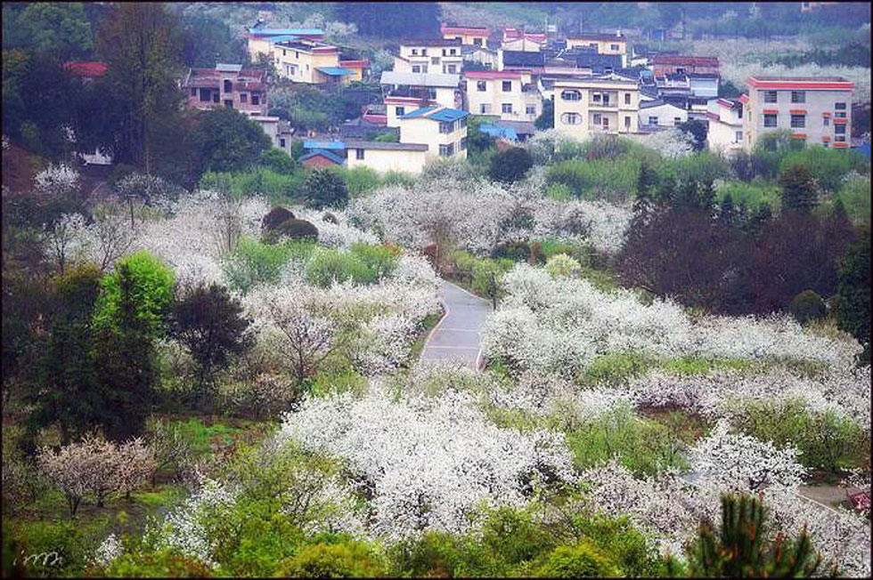 【春天，广西桂林灌阳县向您发出邀请！】我们在灌阳看梨花 - 游山玩水 - 济宁生活社区 - 济宁28生活网 jining.28life.net