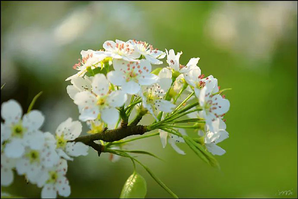 【春天，广西桂林灌阳县向您发出邀请！】我们在灌阳看梨花 - 游山玩水 - 济宁生活社区 - 济宁28生活网 jining.28life.net
