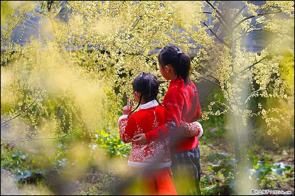 【春天，广西桂林灌阳县向您发出邀请！】米珠山前有片山苍子花在飘香 - 游山玩水 - 济宁生活社区 - 济宁28生活网 jining.28life.net