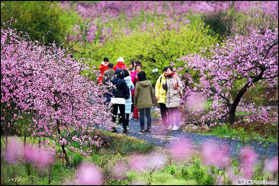 【春天，广西桂林灌阳县向您发出邀请！】官庄村有个醉美的桃花园 - 游山玩水 - 济宁生活社区 - 济宁28生活网 jining.28life.net