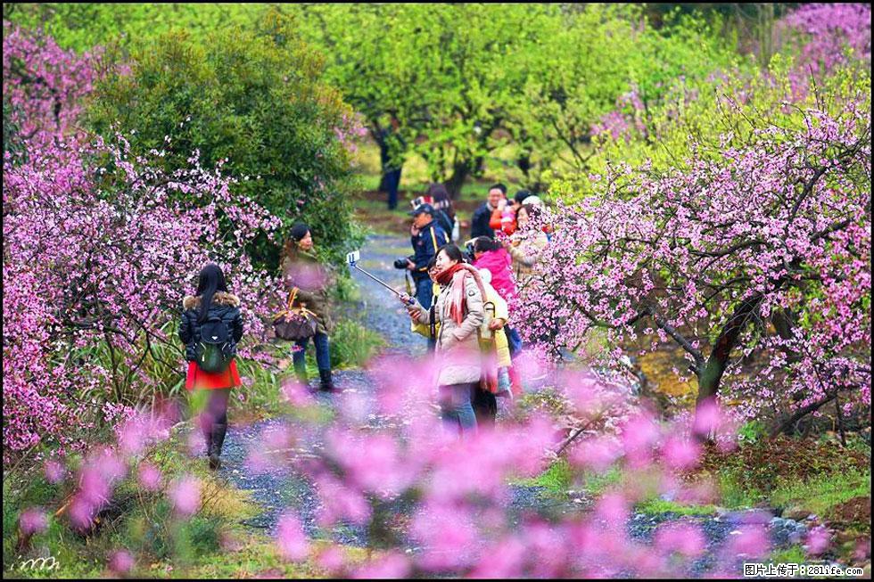 【春天，广西桂林灌阳县向您发出邀请！】官庄村有个醉美的桃花园 - 游山玩水 - 济宁生活社区 - 济宁28生活网 jining.28life.net