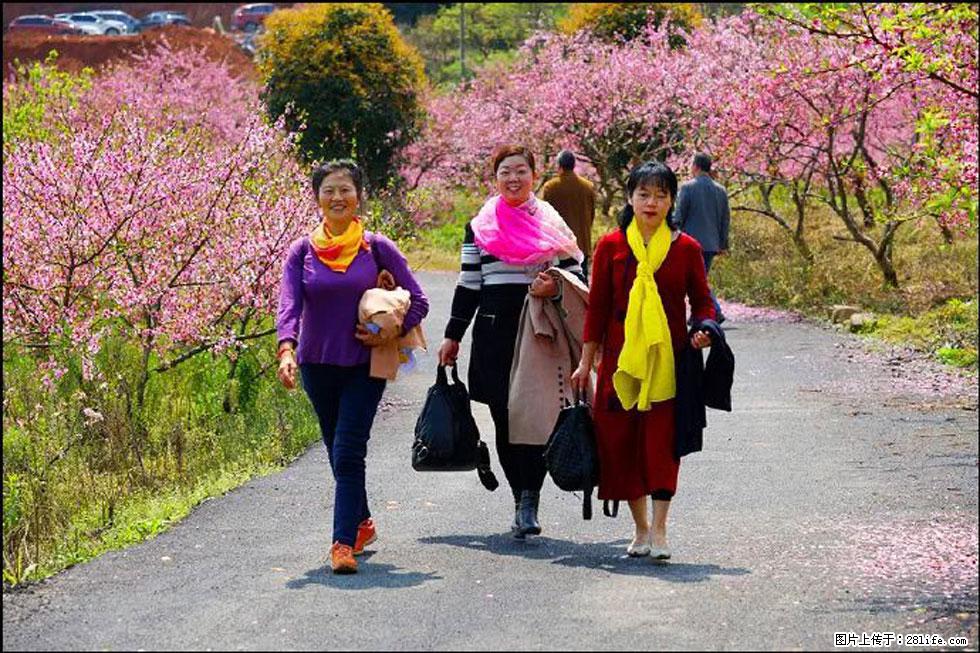 【春天，广西桂林灌阳县向您发出邀请！】官庄村有个醉美的桃花园 - 游山玩水 - 济宁生活社区 - 济宁28生活网 jining.28life.net