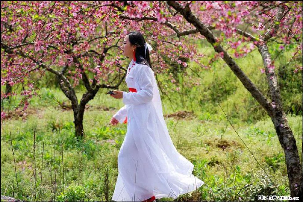 【春天，广西桂林灌阳县向您发出邀请！】官庄村有个醉美的桃花园 - 游山玩水 - 济宁生活社区 - 济宁28生活网 jining.28life.net