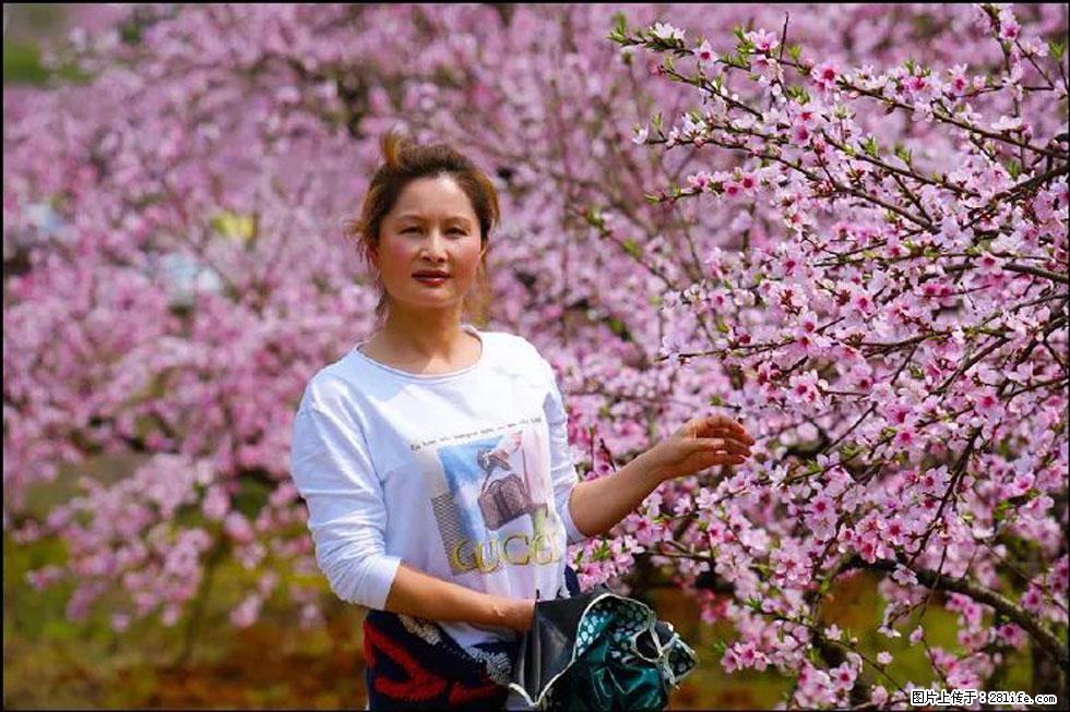 【春天，广西桂林灌阳县向您发出邀请！】官庄村有个醉美的桃花园 - 游山玩水 - 济宁生活社区 - 济宁28生活网 jining.28life.net