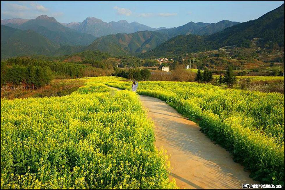 【春天，广西桂林灌阳县向您发出邀请！】长坪村油菜盛情花开 - 游山玩水 - 济宁生活社区 - 济宁28生活网 jining.28life.net