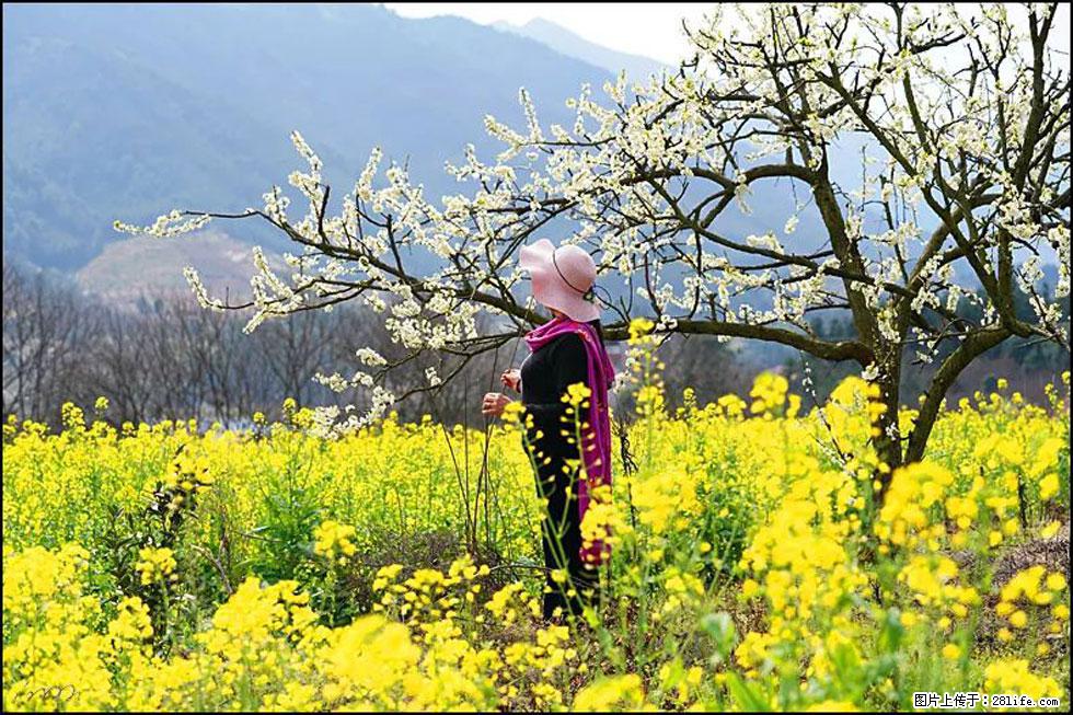 【春天，广西桂林灌阳县向您发出邀请！】长坪村油菜盛情花开 - 游山玩水 - 济宁生活社区 - 济宁28生活网 jining.28life.net