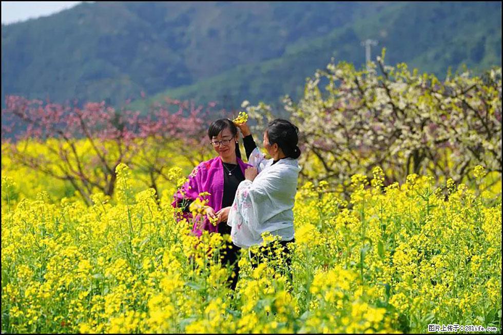 【春天，广西桂林灌阳县向您发出邀请！】长坪村油菜盛情花开 - 游山玩水 - 济宁生活社区 - 济宁28生活网 jining.28life.net
