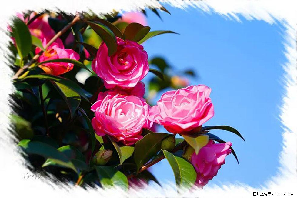 【春天，广西桂林灌阳县向您发出邀请！】杨柳井茶花惹人爱 - 游山玩水 - 济宁生活社区 - 济宁28生活网 jining.28life.net