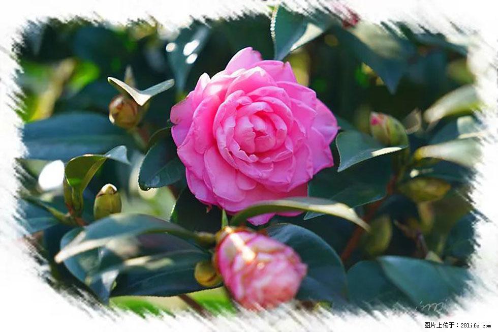 【春天，广西桂林灌阳县向您发出邀请！】杨柳井茶花惹人爱 - 游山玩水 - 济宁生活社区 - 济宁28生活网 jining.28life.net