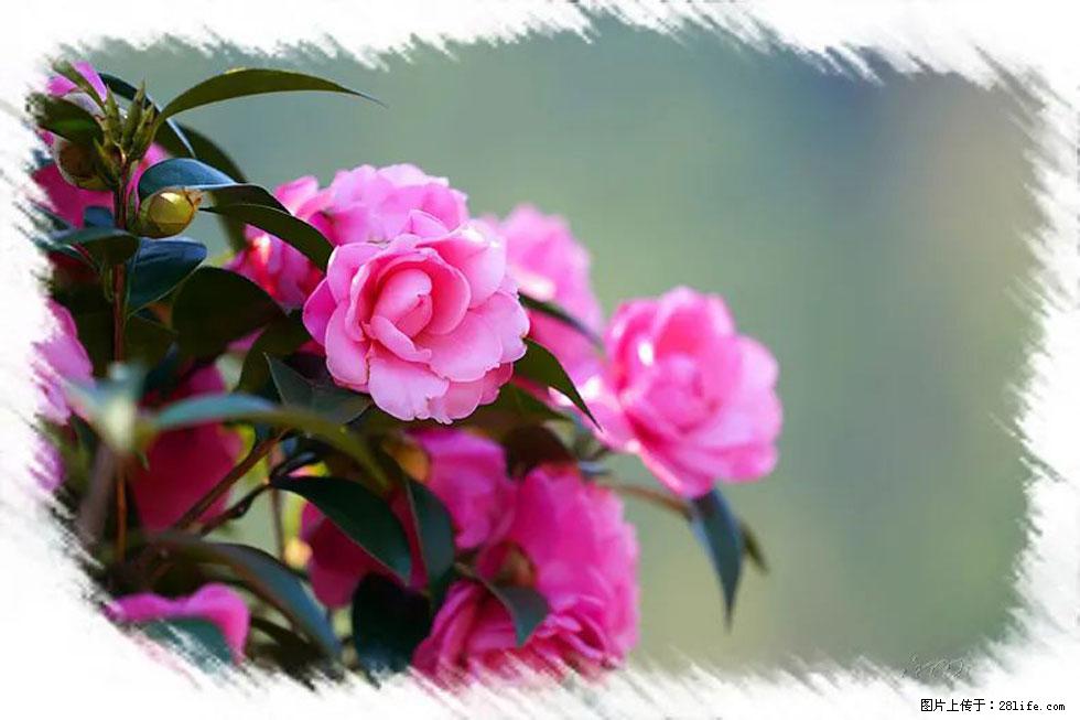 【春天，广西桂林灌阳县向您发出邀请！】杨柳井茶花惹人爱 - 游山玩水 - 济宁生活社区 - 济宁28生活网 jining.28life.net