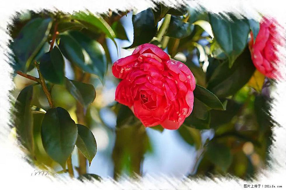 【春天，广西桂林灌阳县向您发出邀请！】杨柳井茶花惹人爱 - 游山玩水 - 济宁生活社区 - 济宁28生活网 jining.28life.net