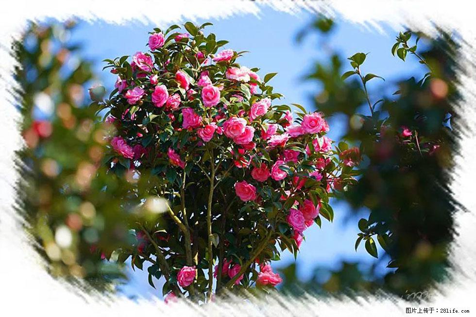 【春天，广西桂林灌阳县向您发出邀请！】杨柳井茶花惹人爱 - 游山玩水 - 济宁生活社区 - 济宁28生活网 jining.28life.net