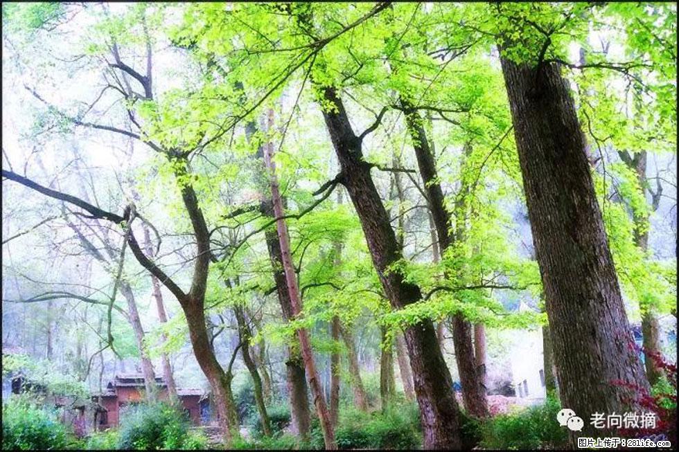 【春天，广西桂林灌阳县向您发出邀请！】在小龙村与春天约会 - 游山玩水 - 济宁生活社区 - 济宁28生活网 jining.28life.net