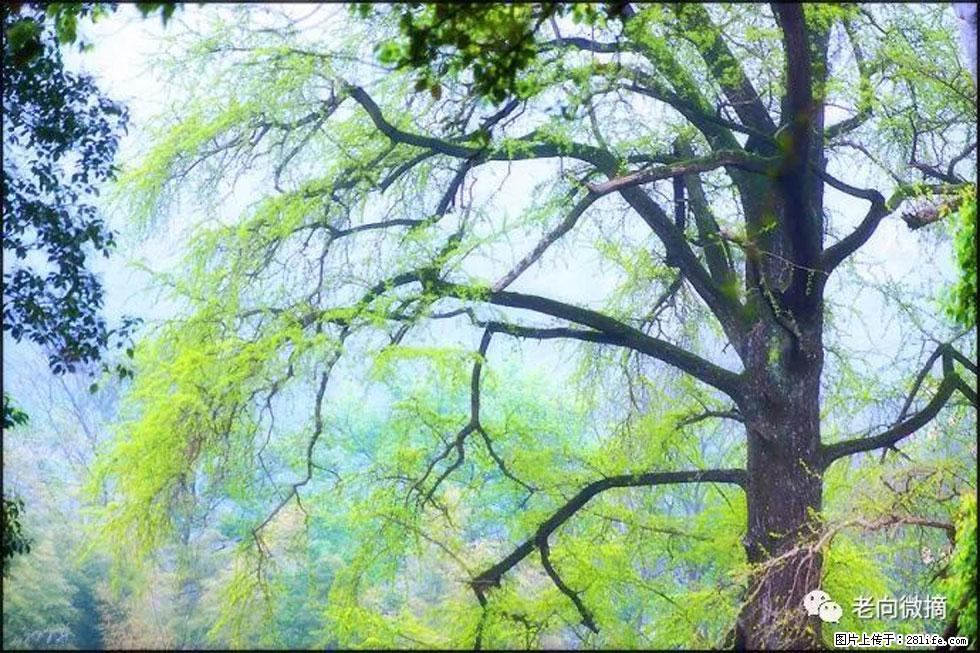 【春天，广西桂林灌阳县向您发出邀请！】在小龙村与春天约会 - 游山玩水 - 济宁生活社区 - 济宁28生活网 jining.28life.net
