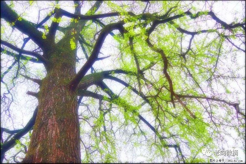 【春天，广西桂林灌阳县向您发出邀请！】在小龙村与春天约会 - 游山玩水 - 济宁生活社区 - 济宁28生活网 jining.28life.net
