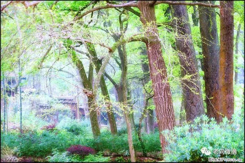 【春天，广西桂林灌阳县向您发出邀请！】在小龙村与春天约会 - 游山玩水 - 济宁生活社区 - 济宁28生活网 jining.28life.net