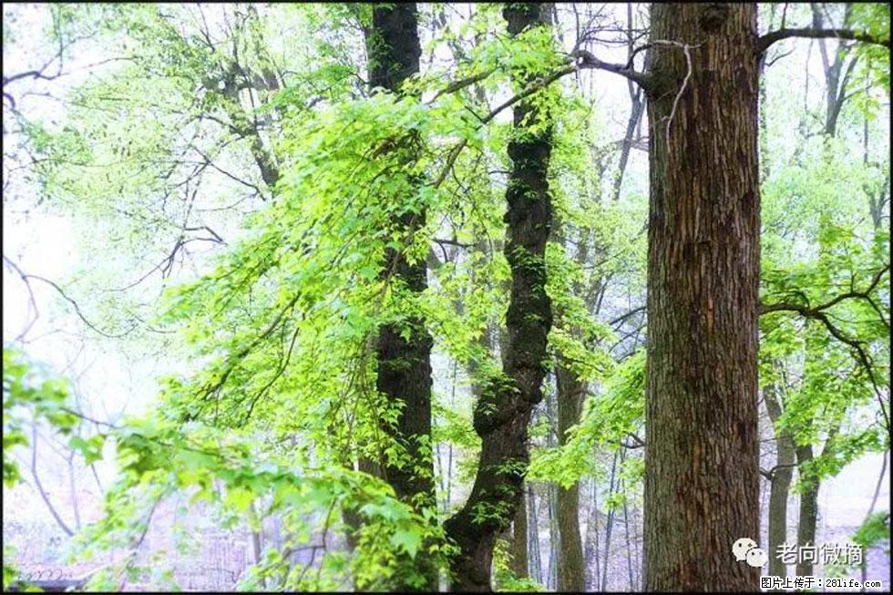 【春天，广西桂林灌阳县向您发出邀请！】在小龙村与春天约会 - 游山玩水 - 济宁生活社区 - 济宁28生活网 jining.28life.net