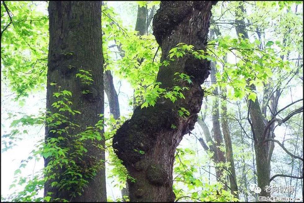 【春天，广西桂林灌阳县向您发出邀请！】在小龙村与春天约会 - 游山玩水 - 济宁生活社区 - 济宁28生活网 jining.28life.net
