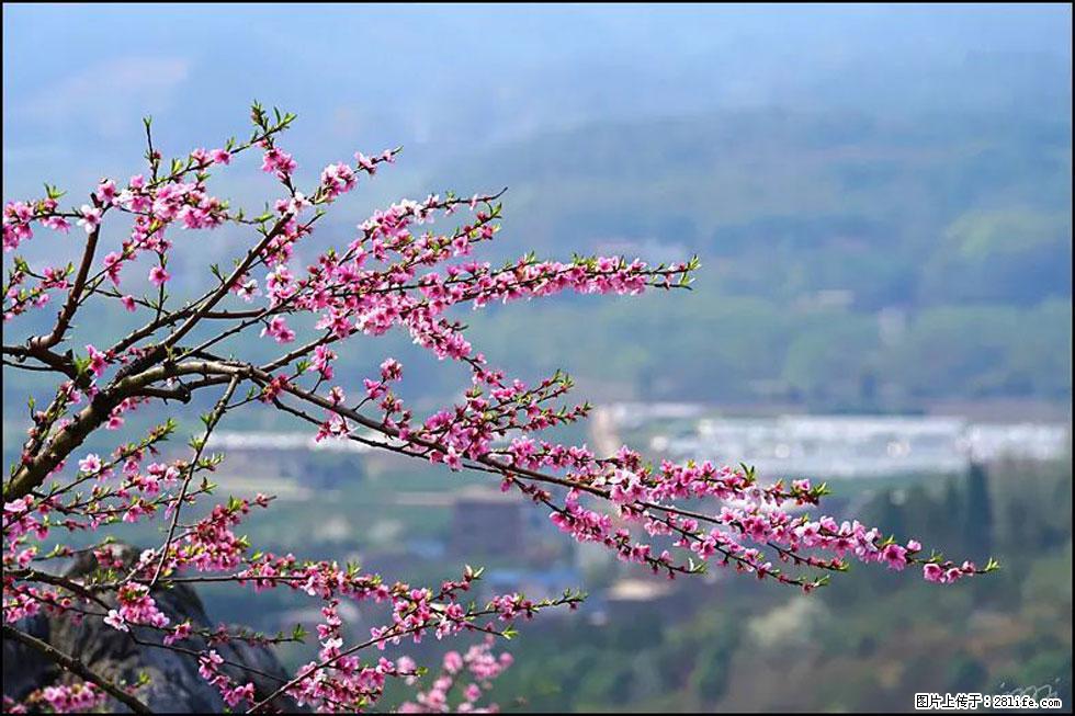 【春天，广西桂林灌阳县向您发出邀请！】望月岭上桃花开 - 游山玩水 - 济宁生活社区 - 济宁28生活网 jining.28life.net