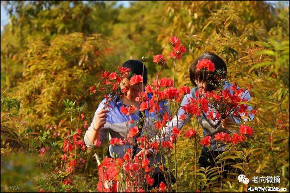 【春天，广西桂林灌阳县向您发出邀请！】登麒麟山，相约映山红 - 游山玩水 - 济宁生活社区 - 济宁28生活网 jining.28life.net