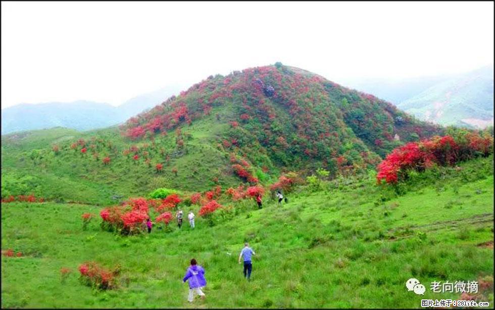 【春天，广西桂林灌阳县向您发出邀请！】宝盖山上映山红 - 游山玩水 - 济宁生活社区 - 济宁28生活网 jining.28life.net