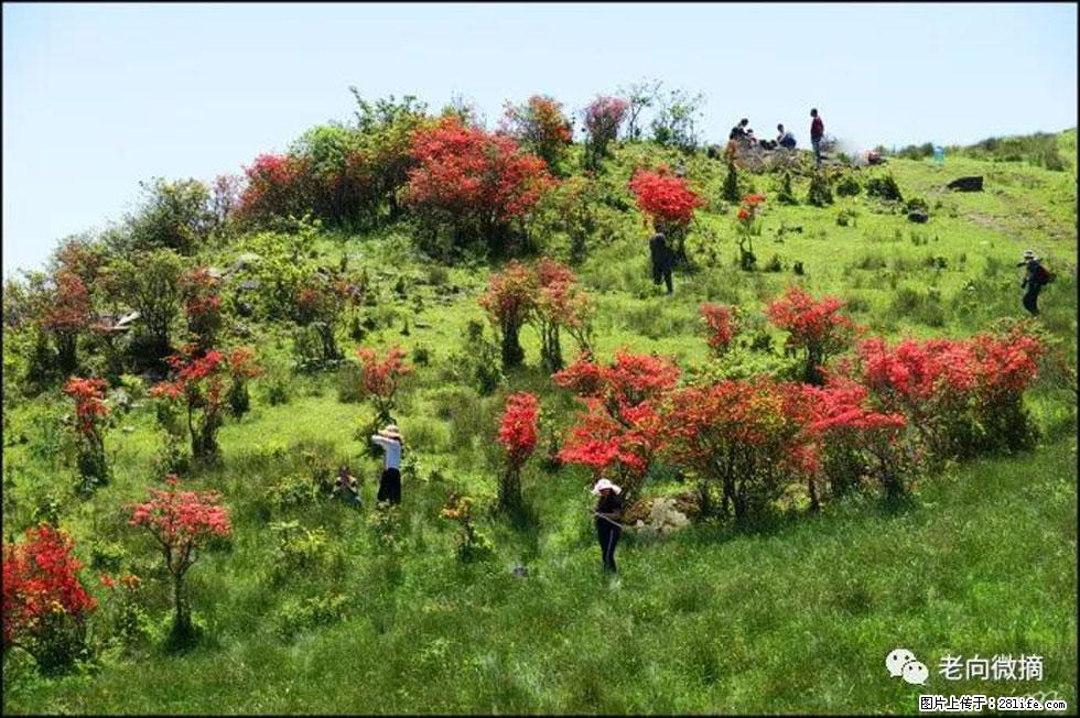 【春天，广西桂林灌阳县向您发出邀请！】宝盖山上映山红 - 游山玩水 - 济宁生活社区 - 济宁28生活网 jining.28life.net