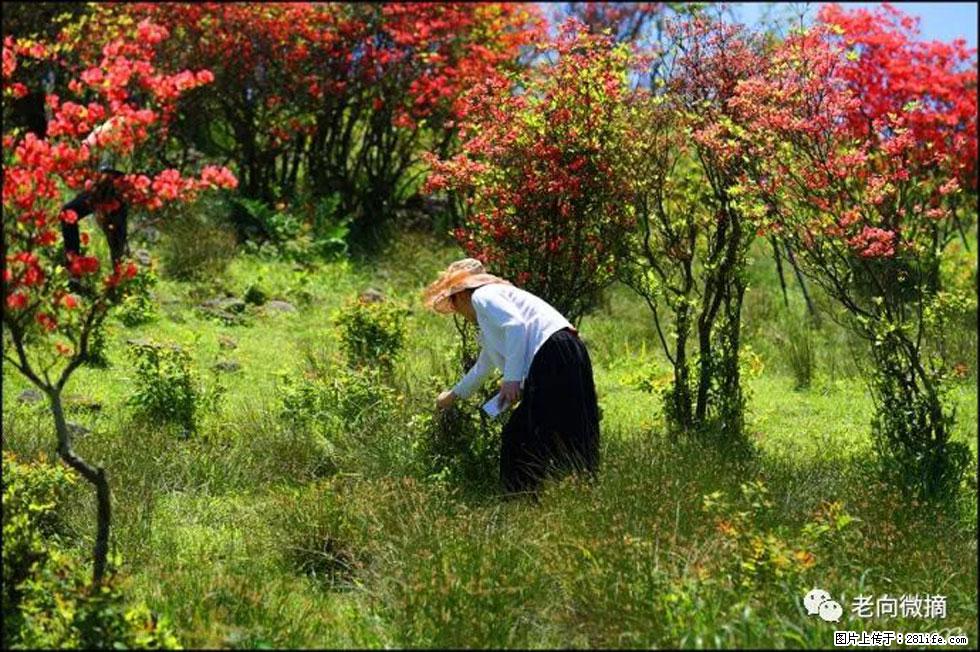 【春天，广西桂林灌阳县向您发出邀请！】宝盖山上映山红 - 游山玩水 - 济宁生活社区 - 济宁28生活网 jining.28life.net