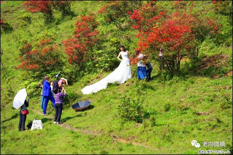 【春天，广西桂林灌阳县向您发出邀请！】宝盖山上映山红 - 游山玩水 - 济宁生活社区 - 济宁28生活网 jining.28life.net