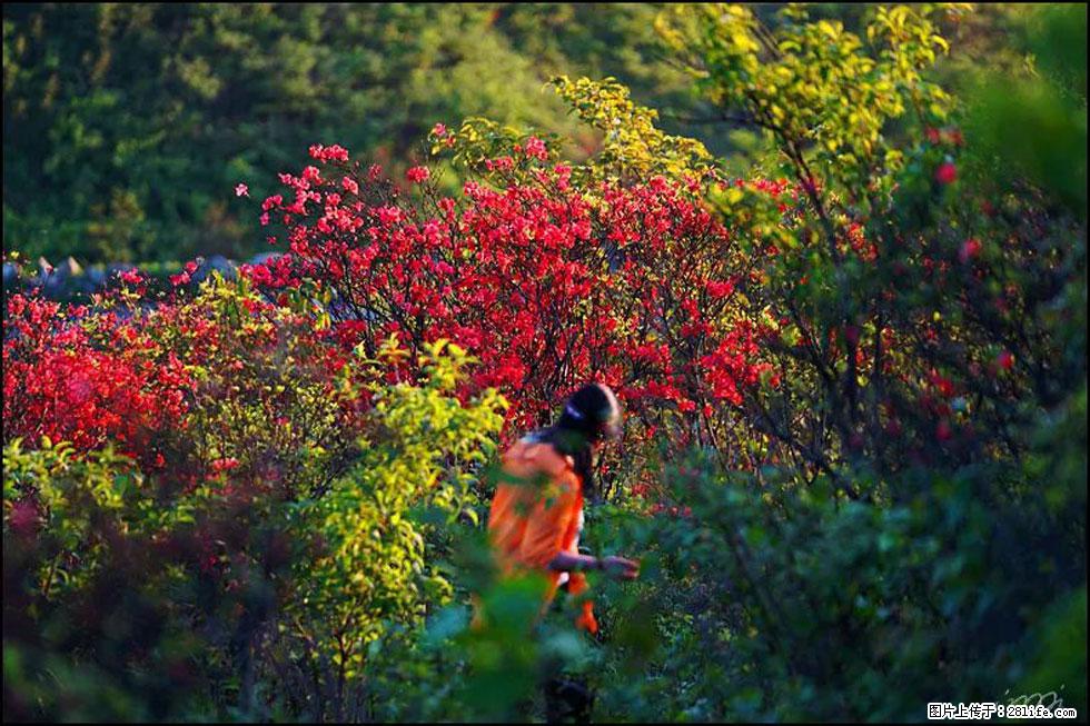 【春天，广西桂林灌阳县向您发出邀请！】春木界上映山红 - 游山玩水 - 济宁生活社区 - 济宁28生活网 jining.28life.net