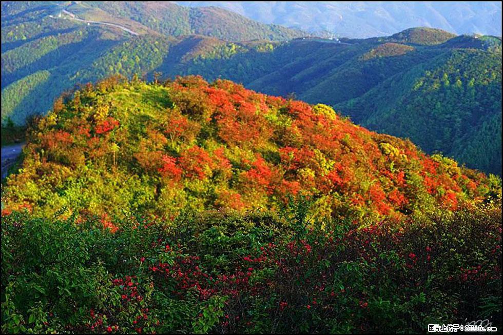 【春天，广西桂林灌阳县向您发出邀请！】春木界上映山红 - 游山玩水 - 济宁生活社区 - 济宁28生活网 jining.28life.net