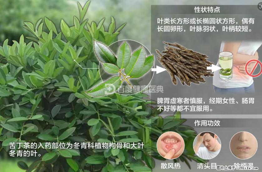 苦丁茶有哪些功效和作用 - 生活百科 - 济宁生活社区 - 济宁28生活网 jining.28life.net