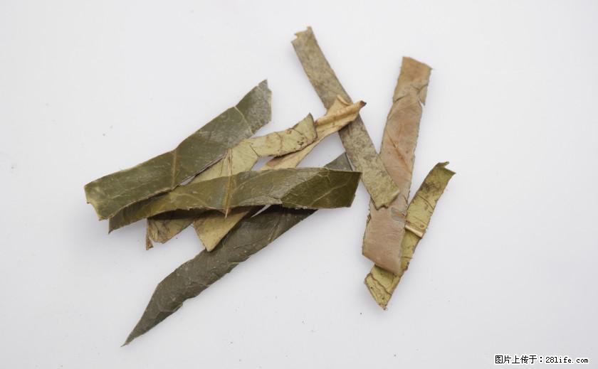 苦丁茶有哪些功效和作用 - 生活百科 - 济宁生活社区 - 济宁28生活网 jining.28life.net