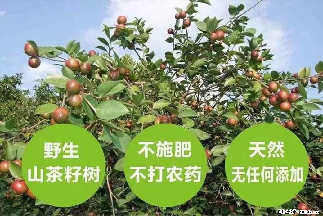 【灌阳县油茶产业示范区】一个有着充实的精神生活的人，对待身外之物自会有一种淡泊的态度 - 土特产 - 饮食特产 - 济宁分类信息 - 济宁28生活网 jining.28life.net