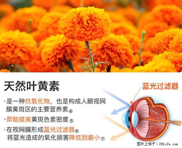 叶黄素有什么功效和作用 - 生活百科 - 济宁生活社区 - 济宁28生活网 jining.28life.net