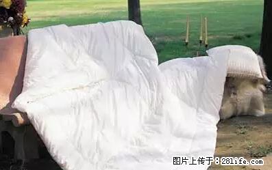 被子有异味？只要这样做，比晒太阳还强100倍！ - 家居生活 - 济宁生活社区 - 济宁28生活网 jining.28life.net