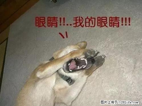 笑癫了！一女的怀孕三年未生，他终于忍不住了... - 娱乐八卦 - 济宁生活社区 - 济宁28生活网 jining.28life.net
