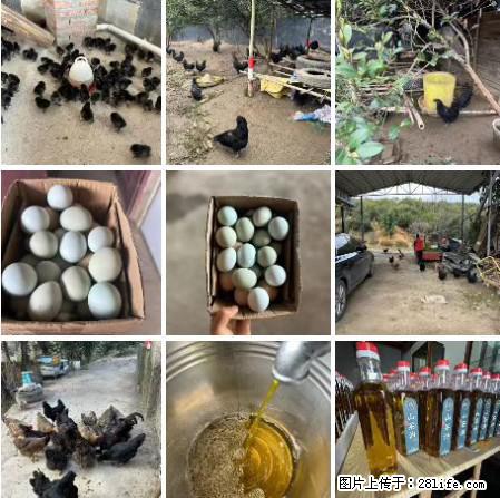 油茶园从小鸡仔开始养起的纯土鸡、土鸡蛋可以预定啦！还有前几天刚榨的纯山茶油哦 - 美食天地 - 济宁生活社区 - 济宁28生活网 jining.28life.net