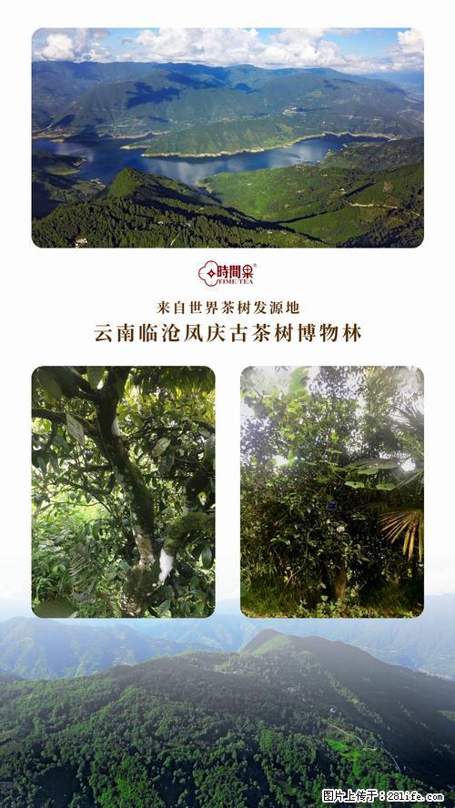时间果百年古树2025年春红茶 - 购物交流 - 济宁生活社区 - 济宁28生活网 jining.28life.net