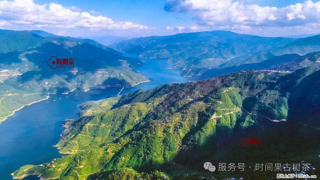 时间果百年古树龙珠普洱生茶 - 购物交流 - 济宁生活社区 - 济宁28生活网 jining.28life.net