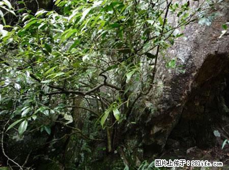 平乐石崖茶，珍贵仅次于金花茶 - 济宁生活资讯 - 济宁28生活网 jining.28life.net