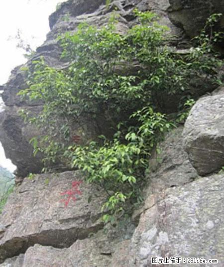 平乐石崖茶，珍贵仅次于金花茶 - 济宁生活资讯 - 济宁28生活网 jining.28life.net
