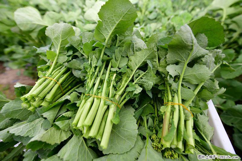 这些蔬菜是“天然钙片”，这6种被医生重点推荐 - 济宁生活资讯 - 济宁28生活网 jining.28life.net